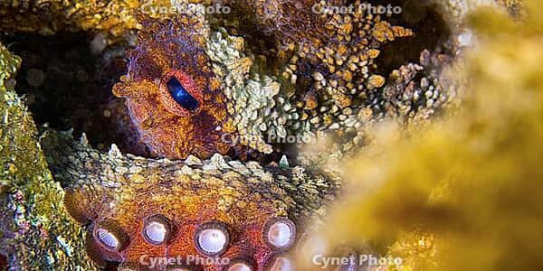 Common Octopus, Octopus vulgaris, Cabo Cope-Puntas del Calnegre Natural Park, Mediterranean Sea, Murcia, Spain [IBR124794750]