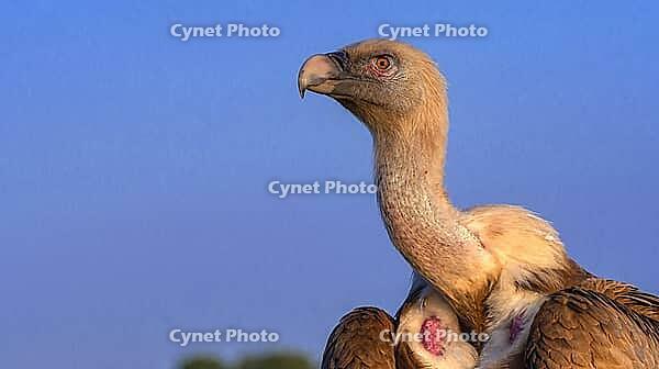 Eurasian Griffon Vulture, Gyps fulvus, Agricultural Fields, Castilla y Leon, Spain [IBR124794751]