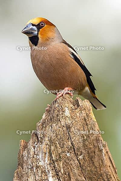 Hawfinch, Coccothraustes occothraustes, Mediterranean Forest, Castilla y Leon, Spain [IBR124794752]
