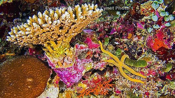 Hard Coral, Reef Building Corals, Coral Reef, South Ari Atoll, Maldives, Indian Ocean, Asia [IBR124794755]