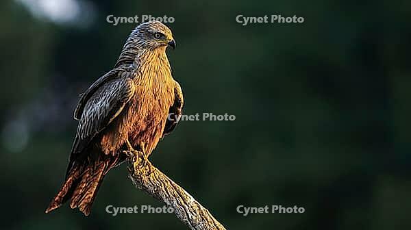 Black Kite, Milvus migrans, Agricultural Fields, Castilla y Leon, Spain [IBR124794756]