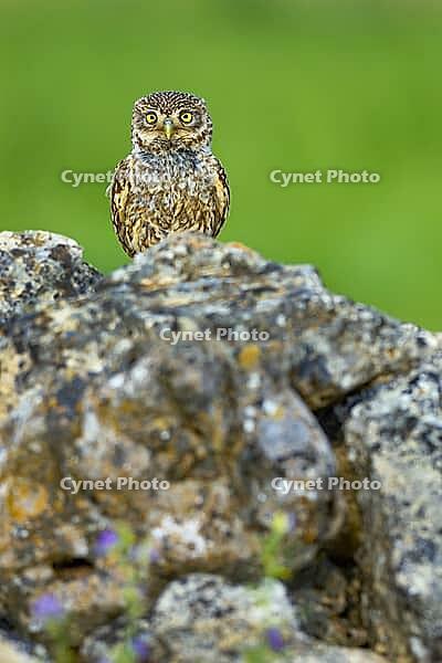 Little Owl, Athene noctua, Mediterranean Forest, Castilla y Leon, Spain [IBR124794757]