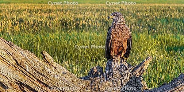 Black Kite, Milvus migrans, Agricultural Fields, Castilla y Leon, Spain [IBR124794759]