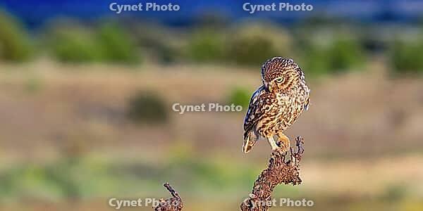Little Owl, Athene noctua, Mediterranean Forest, Castilla y Leon, Spain [IBR124794764]