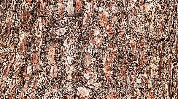 Weathered Wood Textured Abstract Background Design [IBR124794768]
