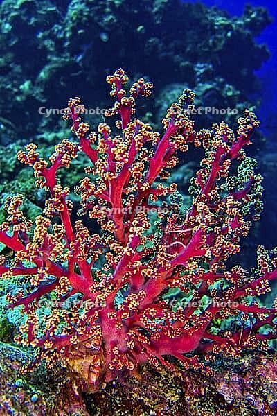 Multi-branched Coral Trees, Soft Coral, Reef Building Corals, Coral Reef, Bunaken National Marine Park, Bunaken, North Sulawesi, Indonesia, Asia [IBR124794771]