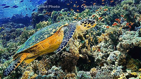 Green Turtle, Chelonia mydas, Coral Reef, Red Sea, Egypt [IBR124794773]