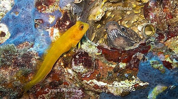 Ringneck Blenny, Parablennius pilicornis, Cabo Cope-Puntas del Calnegre Natural Park, Mediterranean Sea, Murcia, Region de Murcia, Spain [IBR124794774]