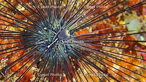 Savigny´s Longspine Sea Urchin, Diadema savignyi, Reef Building Corals, Coral Reef, Lembeh, North Sulawesi, Indonesia, Asia [IBR124794776]