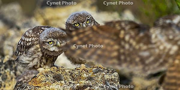 Little Owl, Athene noctua, Mediterranean Forest, Castilla y Leon, Spain [IBR124794777]