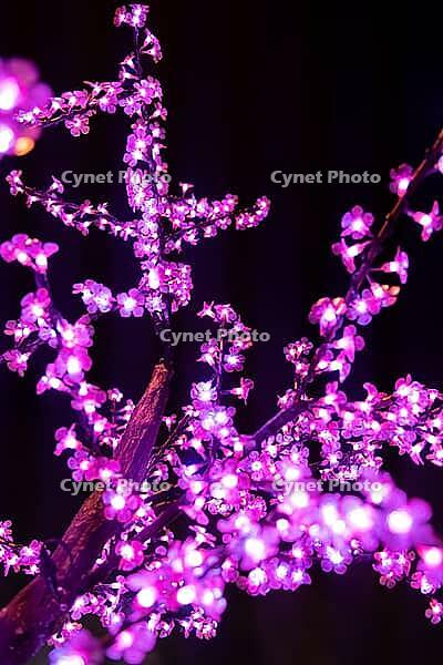 The beauty of tree branches iluminated by Christmas lights decorating the streets of Agueda Portugal [IBR124817853]