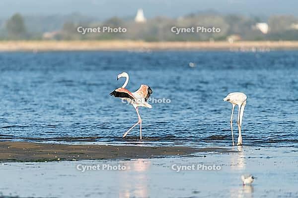Flamingos on the banks of the Ria de Aveiro delta, Portugal [IBR124817860]