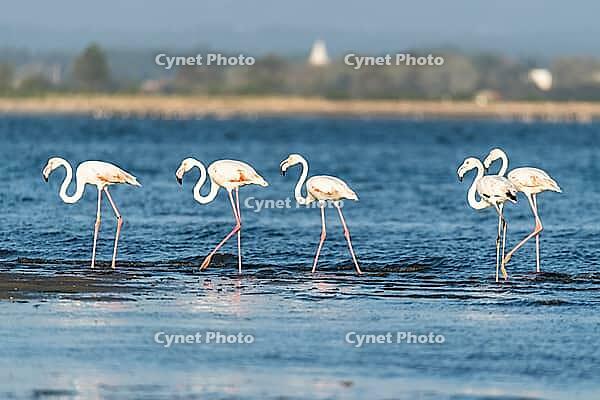 Flamingos on the banks of the Ria de Aveiro delta, Portugal [IBR124817861]