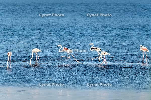 Flamingos on the banks of the Ria de Aveiro delta, Portugal [IBR124817862]