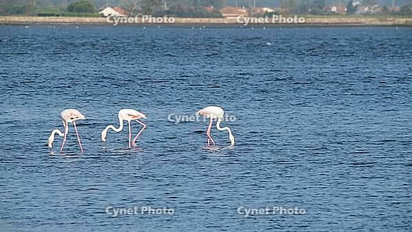 Flamingos on the banks of the Ria de Aveiro delta, Portugal [IBR124817871]