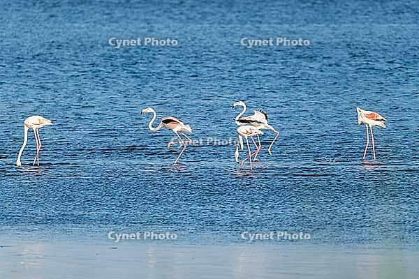 Flamingos on the banks of the Ria de Aveiro delta, Portugal [IBR124817876]