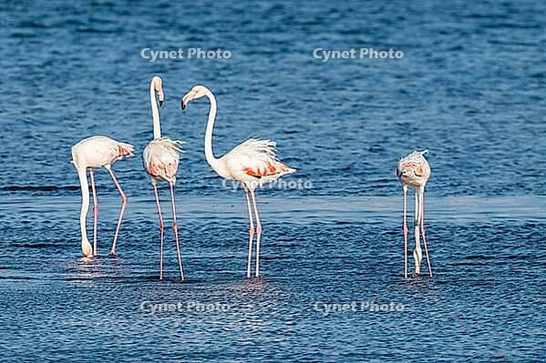 Flamingos on the banks of the Ria de Aveiro delta, Portugal [IBR124817884]