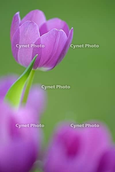 Tulips (Tulpia), Kempen, Viersen district, North Rhine-Westphalia, Germany [IBR124876447]