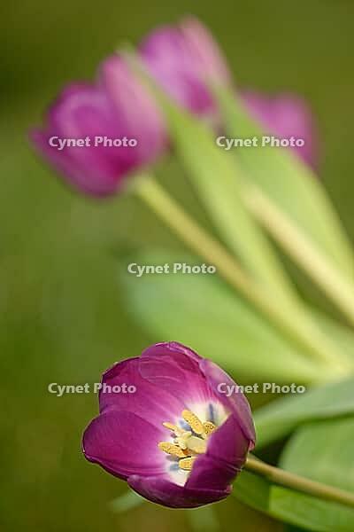 Tulips (Tulpia), Kempen, Viersen district, North Rhine-Westphalia, Germany [IBR124876450]