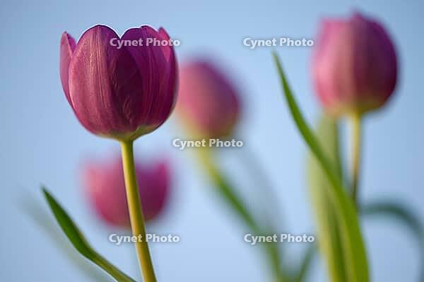 Tulips (Tulpia), Kempen, Viersen district, North Rhine-Westphalia, Germany [IBR124876451]