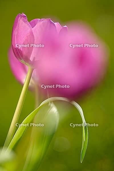 Tulips (Tulpia), Kempen, Viersen district, North Rhine-Westphalia, Germany [IBR124876452]