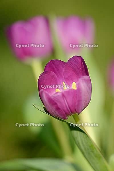 Tulips (Tulpia), Kempen, Viersen district, North Rhine-Westphalia, Germany [IBR124876453]
