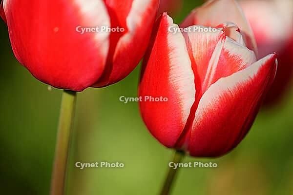 Tulips (genus Tulipa), Kempen, Viersen district, North Rhine-Westphalia, Germany [IBR124876455]