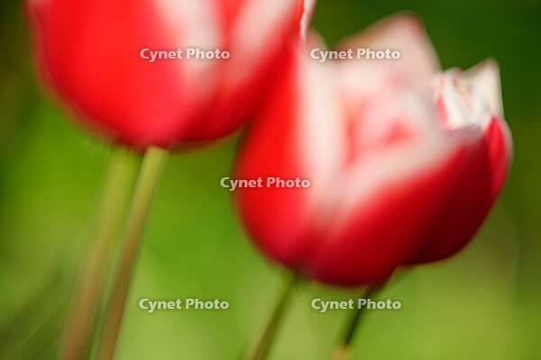 Tulips (genus Tulipa), Kempen, Viersen district, North Rhine-Westphalia, Germany [IBR124876456]