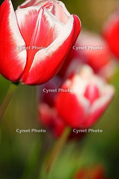 Tulips (genus Tulipa), Kempen, Viersen district, North Rhine-Westphalia, Germany [IBR124876458]