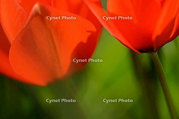 Tulips (genus Tulipa), Kempen, Viersen district, North Rhine-Westphalia, Germany [IBR124876459]