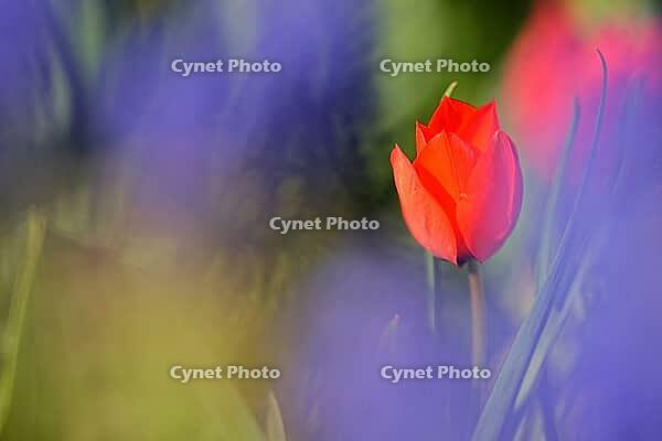 Tulips (genus Tulipa), Kempen, Viersen district, North Rhine-Westphalia, Germany [IBR124876460]