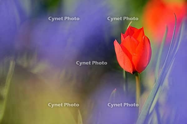 Tulips (genus Tulipa), Kempen, Viersen district, North Rhine-Westphalia, Germany [IBR124876461]