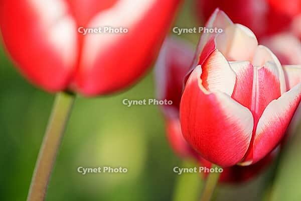 Tulips (genus Tulipa), Kempen, Viersen district, North Rhine-Westphalia, Germany [IBR124876462]