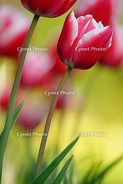 Tulips (genus Tulipa), Kempen, Viersen district, North Rhine-Westphalia, Germany [IBR124876464]