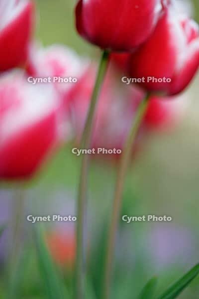 Tulips (genus Tulipa), Kempen, Viersen district, North Rhine-Westphalia, Germany [IBR124876465]