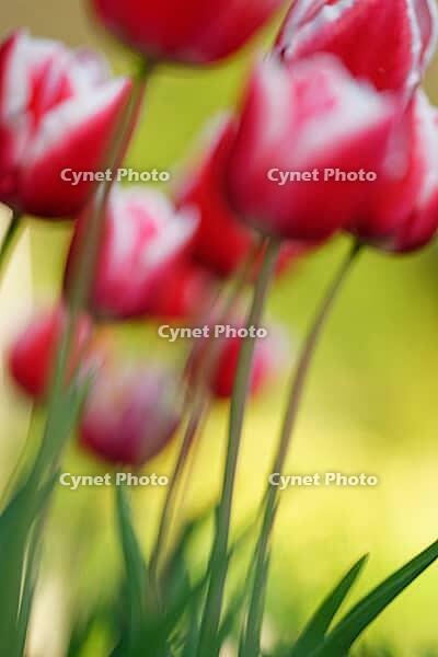 Tulips (genus Tulipa), Kempen, Viersen district, North Rhine-Westphalia, Germany [IBR124876466]