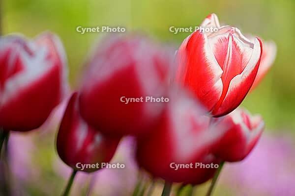 Tulips (genus Tulipa), Kempen, Viersen district, North Rhine-Westphalia, Germany [IBR124876467]