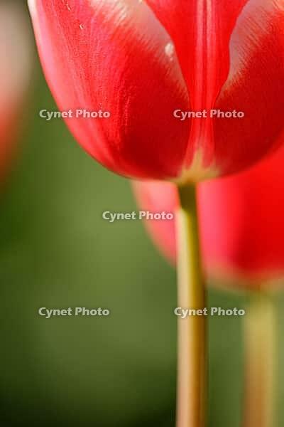 Tulips (genus Tulipa), Kempen, Viersen district, North Rhine-Westphalia, Germany [IBR124876469]