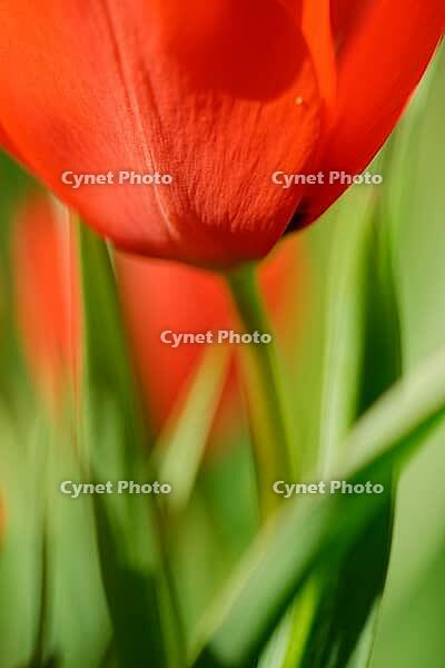 Tulips (genus Tulipa), Kempen, Viersen district, North Rhine-Westphalia, Germany [IBR124876470]