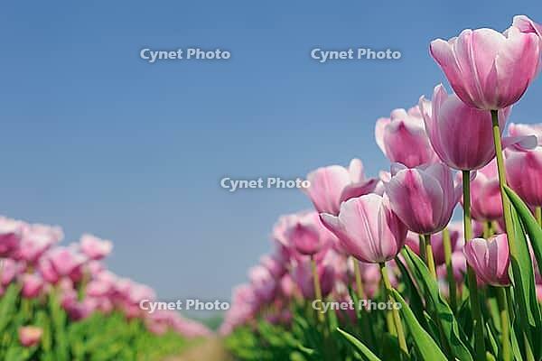 Tulips (Tulpia), fields at Kojkenhof, Netherlands [IBR124876471]