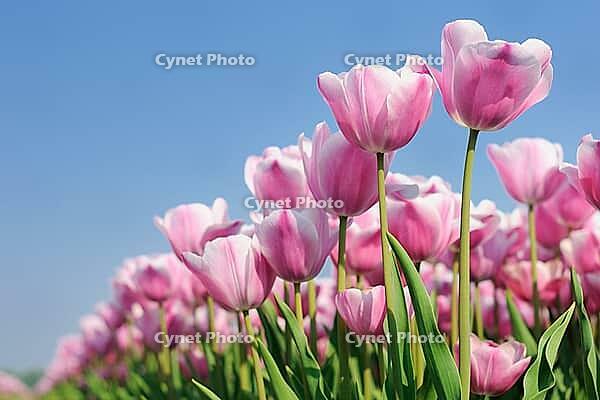 Tulips (Tulpia), fields at Kojkenhof, Netherlands [IBR124876472]