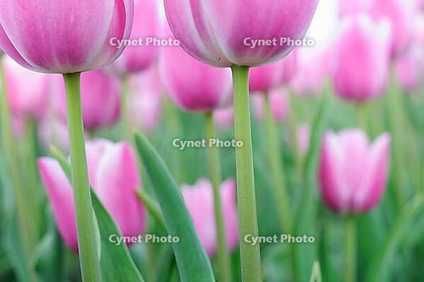 Tulips (Tulpia), fields at Kojkenhof, Netherlands [IBR124876473]