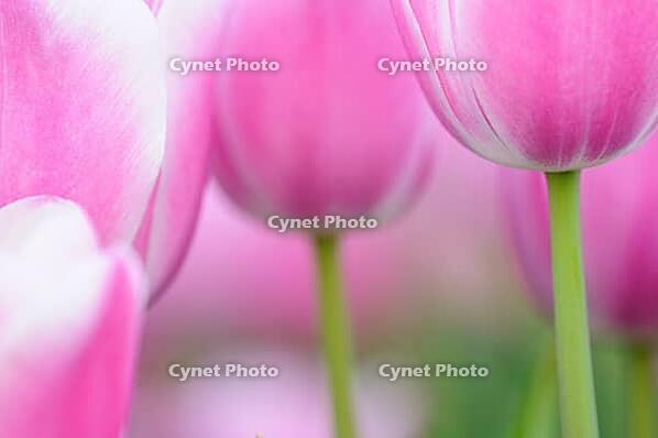 Tulips (Tulpia), fields at Kojkenhof, Netherlands [IBR124876474]