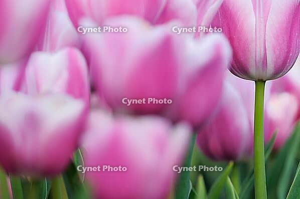 Tulips (Tulpia), fields at Kojkenhof, Netherlands [IBR124876475]