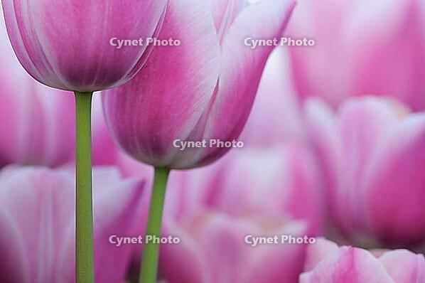 Tulips (Tulpia), fields at Kojkenhof, Netherlands [IBR124876476]