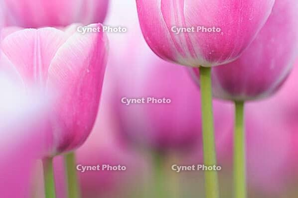 Tulips (Tulpia), fields at Kojkenhof, Netherlands [IBR124876477]