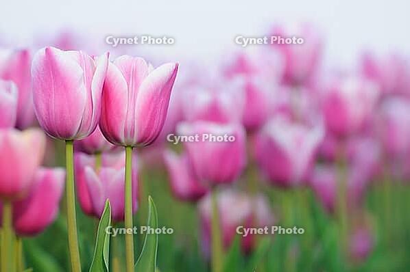 Tulips (Tulpia), fields at Kojkenhof, Netherlands [IBR124876478]