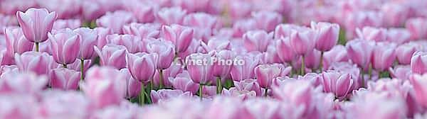 Tulips (Tulpia), fields at Kojkenhof, Netherlands [IBR124876479]