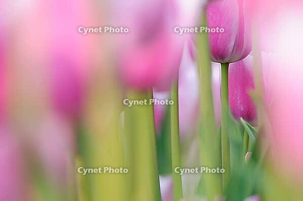Tulips (Tulpia), fields at Kojkenhof, Netherlands [IBR124876480]