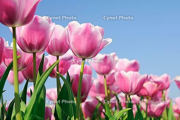 Tulips (Tulpia), fields at Kojkenhof, Netherlands [IBR124876481]
